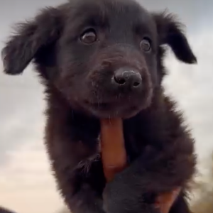 Les chiots avaient ensuite été recueillis et soignés par le Ranch Beldi avant d’être proposés à l’adoption.

Capture Instagram - Karine Ferri