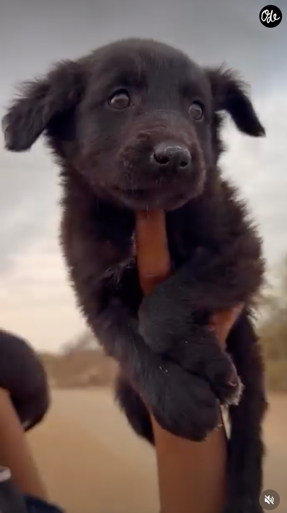 Les chiots avaient ensuite été recueillis et soignés par le Ranch Beldi avant d’être proposés à l’adoption.

Capture Instagram - Karine Ferri