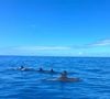 Au programme : farniente, rencontre avec les dauphins et balades 

Virginie Efira et Niels Schneider en vacances à l'île Maurice