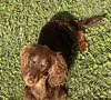 Isabelle Ithurburu est accompagnée de son chien l'adorable Vegas, "une petite saucisse au chocolat née le 17 octobre 2024".
Isabelle Ithurburu, Instagram