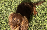 Isabelle Ithurburu est accompagnée de son chien l'adorable Vegas, "une petite saucisse au chocolat née le 17 octobre 2024". 

Isabelle Ithurburu, Instagram