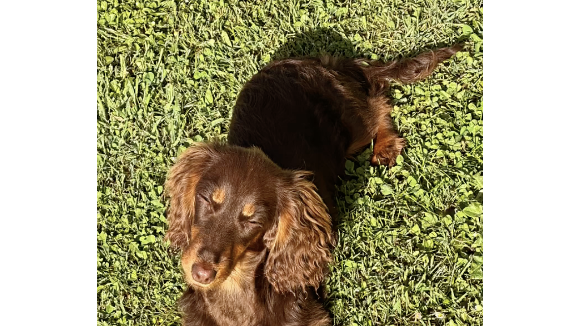 Isabelle Ithurburu est accompagnée de son chien l'adorable Vegas, "une petite saucisse au chocolat née le 17 octobre 2024". 

Isabelle Ithurburu, Instagram