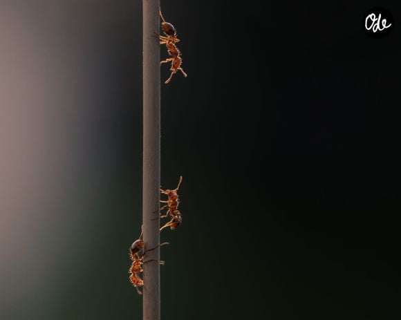 La terre de diatomées les élimine naturellement en les déshydratant au contact. 

Pexels