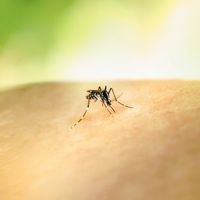 Après une piqûre de moustique, ces gestes à faire et à proscrire selon le docteur Gérald Kierzek
