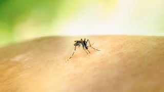 Après une piqûre de moustique, ces gestes à faire et à proscrire selon le docteur Gérald Kierzek