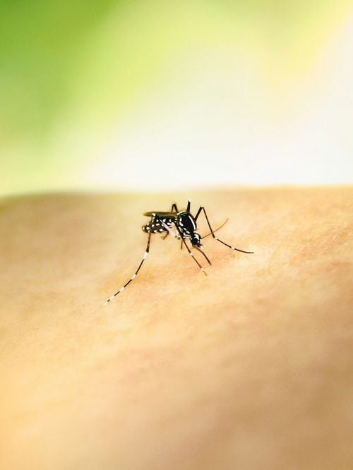 Après une piqûre de moustique, ces gestes à faire et à proscrire selon le docteur Gérald Kierzek