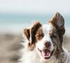 Ces risques restent faibles si l'animal est en bonne santé et bien soigné.