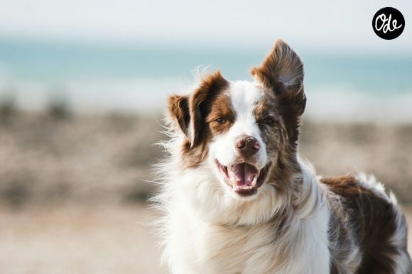 Ces risques restent faibles si l'animal est en bonne santé et bien soigné.
