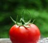 Contrairement aux idées reçues, la cuisson améliore l’assimilation du lycopène en le rendant plus disponible pour l’organisme.

Photo by Avin CP / Unsplash