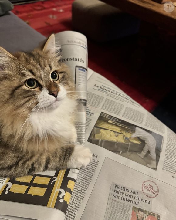 Zoulou, le chat de Christophe Dechavanne sur Instagram. @cdechavanne