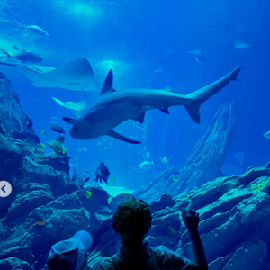 Plus loin dans la publication, changement de décor : les fillettes apparaissent captivées par le ballet aquatique des requins et des raies manta devant la vitre géante d'un aquarium.

Nathalie Péchalat partage des photos de ses filles sur Instagram