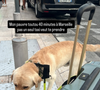 Dans une story, il explique que cela fait plus de 40 minutes qu'aucun chauffeur de taxi n'accepte de prendre l'animal qui a l'air tout abattu.

Capture d'écran Instagram Hugo Manos le mercredi 13 août 2025. © Instagram Hugo Manos