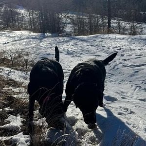 Karine Ferri fait son maximum pour venir en aide aux animaux et elle partage souvent des photos de ses chiens.