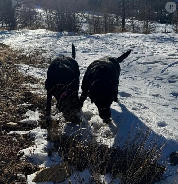 Karine Ferri fait son maximum pour venir en aide aux animaux et elle partage souvent des photos de ses chiens.