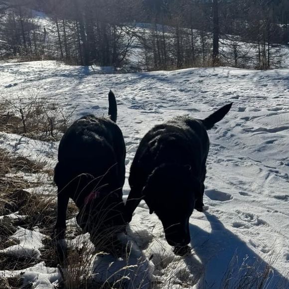 Karine Ferri fait son maximum pour venir en aide aux animaux et elle partage souvent des photos de ses chiens.