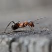 Les meilleures façons d'éliminer rapidement et facilement les nids de fourmis de votre maison ou de votre jardin