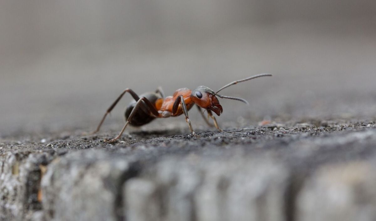 Les meilleures façons d'éliminer rapidement et facilement les nids de fourmis de votre maison ou de votre jardin