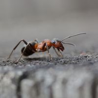 Les meilleures façons d'éliminer rapidement et facilement les nids de fourmis de votre maison ou de votre jardin