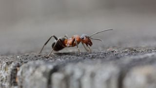 Les meilleures façons d'éliminer rapidement et facilement les nids de fourmis de votre maison ou de votre jardin