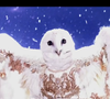 Tout comme la chouette 

La chouette dans Mask Singer - capture d'écran TF1