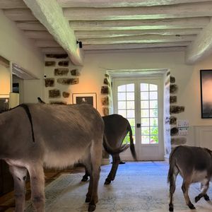 Le couple a opté pour une ancienne ferme du XVe siècle, à la fois rustique et écologique

On découvre ainsi un âne gambader tranquillement dans la maison puis, sur un autre cliché, les trois ânes réunis au salon. Natasha Andrews publie régulièrement des clichés sur Instagram.