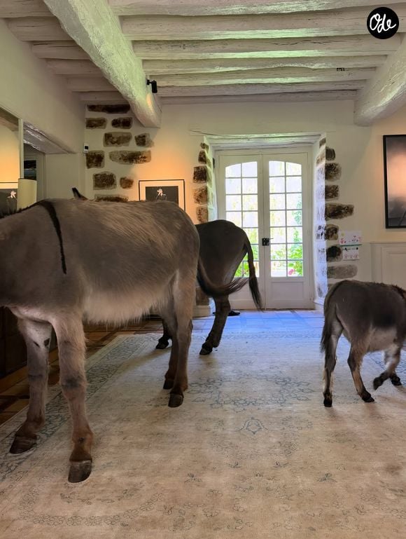Le couple a opté pour une ancienne ferme du XVe siècle, à la fois rustique et écologique

On découvre ainsi un âne gambader tranquillement dans la maison puis, sur un autre cliché, les trois ânes réunis au salon. Natasha Andrews publie régulièrement des clichés sur Instagram.
