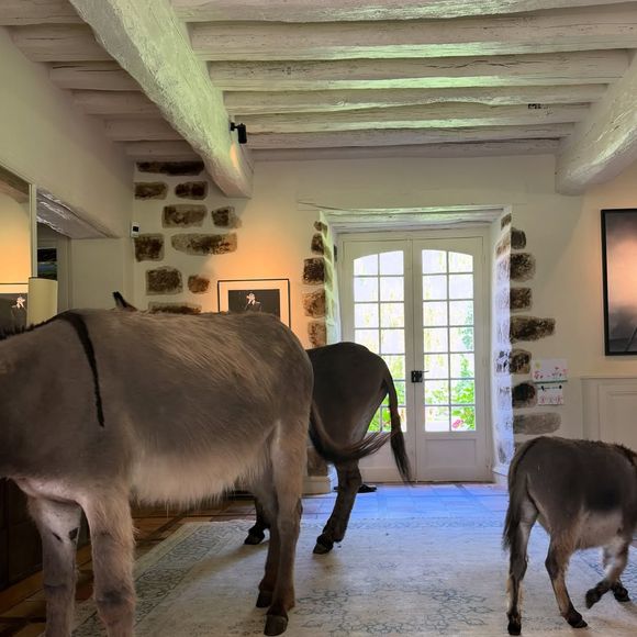 On découvre ainsi un âne gambader tranquillement dans la maison puis, sur un autre cliché, les trois ânes réunis au salon.

Natasha Andrews publie régulièrement des clichés sur Instagram.