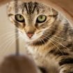 Faut-il laisser son chat à la maison pendant les vacances ou même un simple week-end ? Une experte vous dit tout