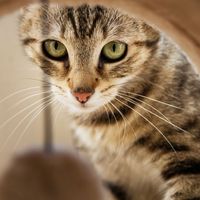 Faut-il laisser son chat à la maison pendant les vacances ou même un simple week-end ? Une experte vous dit tout