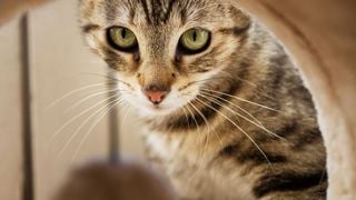 Faut-il laisser son chat à la maison pendant les vacances ou même un simple week-end ? Une experte vous dit tout