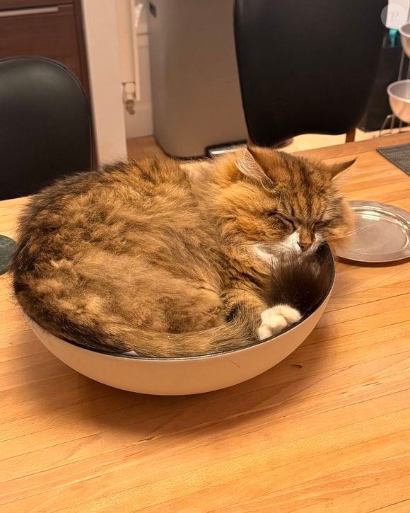 Zoulou, le chat de Christophe Dechavanne sur Instagram. @cdechavanne
