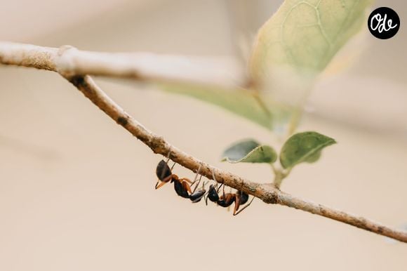Les pelures de concombre sont souvent citées, mais aucune preuve ne montre qu'elles repoussent les fourmis.

Pexels