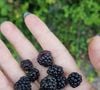 Les composés antioxydants et polyphénols participent activement au maintien de la sensibilité à l'insuline.