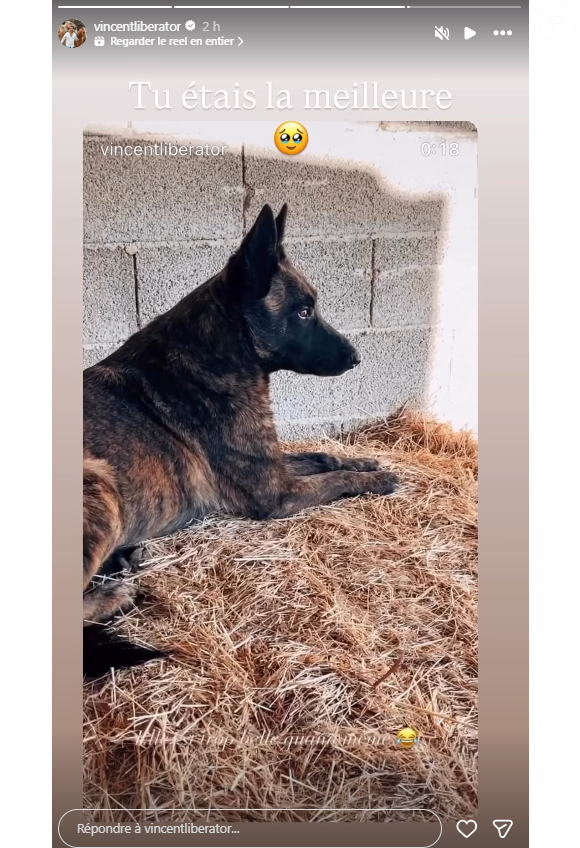 Et pour lui de se désoler de cette disparition brutale : "Tu étais la meilleure".

Vincent (L'amour est dans le pré) pleure la mort de son chien One
