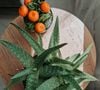 Les espèces aromatiques, comme le thym, et les plantes grasses, comme l'aloe vera, combinent utilité culinaire ou cosmétique, vertus décoratives et résistance extrême.