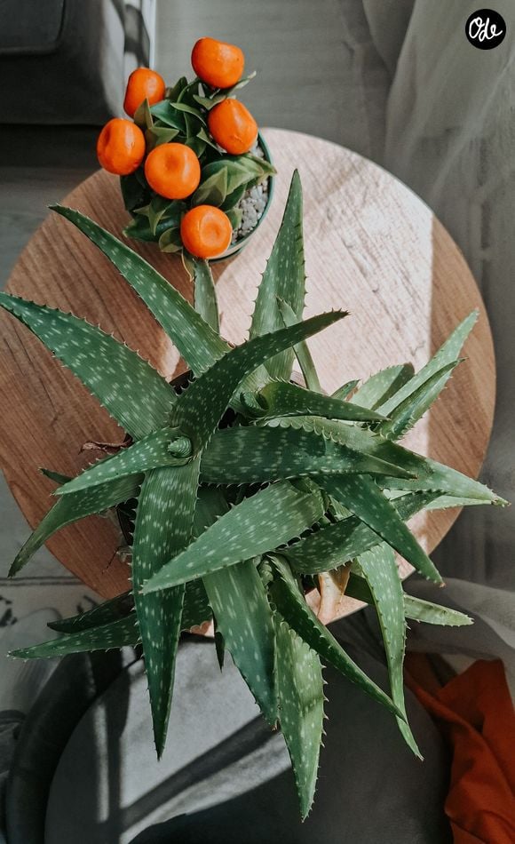 Les espèces aromatiques, comme le thym, et les plantes grasses, comme l'aloe vera, combinent utilité culinaire ou cosmétique, vertus décoratives et résistance extrême.