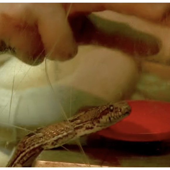 Fort Boyard, 15 juillet 2023.