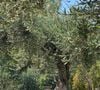 Les arbustes et les arbres emblématiques du Sud apportent, eux, une belle structure architecturale et une grande sobriété, sans nécessité beaucoup d'eau non plus.