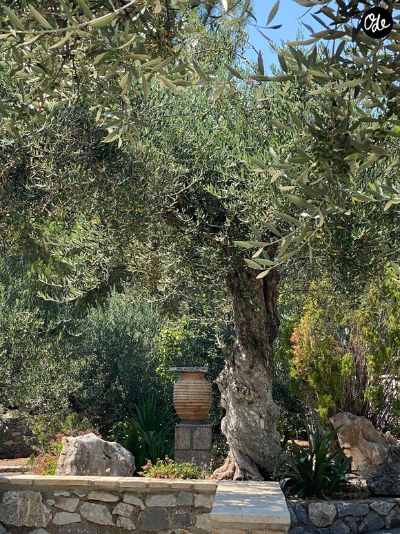 Les arbustes et les arbres emblématiques du Sud apportent, eux, une belle structure architecturale et une grande sobriété, sans nécessité beaucoup d'eau non plus.