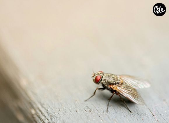 Parmi elles, les mouches, qui sont en nombre.

Photo : Jin Yeong Kim