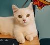 Votre chat ne monte pas sur votre clavier uniquement pour profiter de sa chaleur.

Pexels