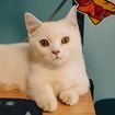 Les vétérinaires sont unanimes : les chats ne s’allongent pas sur les ordinateurs uniquement pour avoir chaud, mais aussi parce qu’ils recherchent de l’attention