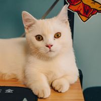 Les vétérinaires sont unanimes : les chats ne s’allongent pas sur les ordinateurs uniquement pour avoir chaud, mais aussi parce qu’ils recherchent de l’attention