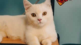 Les vétérinaires sont unanimes : les chats ne s’allongent pas sur les ordinateurs uniquement pour avoir chaud, mais aussi parce qu’ils recherchent de l’attention