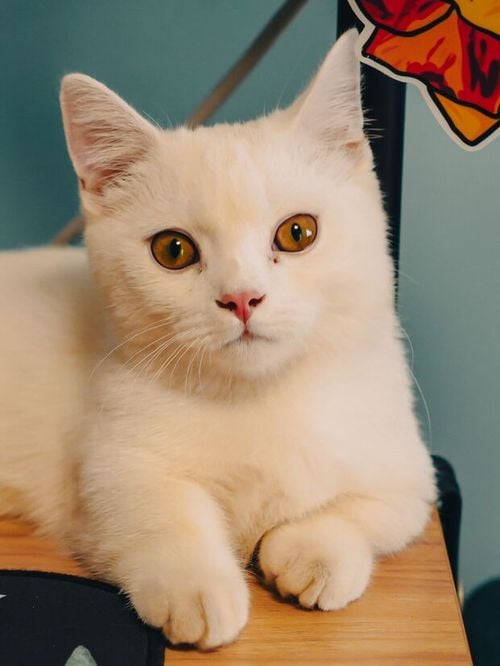 Les vétérinaires sont unanimes : les chats ne s’allongent pas sur les ordinateurs uniquement pour avoir chaud, mais aussi parce qu’ils recherchent de l’attention