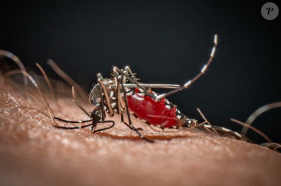 Un moustique tigre (Aedes albopictus, Moustique Tigre ) est vu en train de boire du sang sur un bras humain. Depuis janvier 2024, le moustique tigre (Moustique Tigre) est implanté de façon permanente dans 78 départements en France, cette espèce hautement invasive peut véhiculer des maladies telles que la dengue, le chikungunya et le Zika. Le 7 août 2024 à Paris, France. Photo by Christophe Geyres/ABACAPRESS.COM