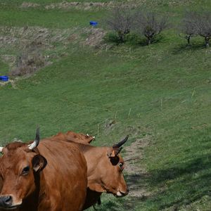C'est via l'ancien Premier Ministre Michel Barnier que la rencontre a pu se faire...

L'ancien négociateur en chef de l'UE pour le Brexit, Michel Barnier, visite la ferme du jeune agriculteur Adrien Leger à Feissons-sur-Salins, en Savoie, en France, le 24 avril 2021. Photo par Elodie Gregoire/ABACAPRESS.COM