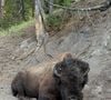 L'animatrice évoque des paysages spectaculaires, des geysers et une faune sauvage impressionnante.

L'animatrice Marine Vignes, mère de la fille aînée de Nagui, en vacances en famille à Yellowstone.