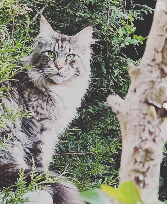Ragnarök, le chat de Laëtitia Provenchère ("Familles nombreuses")