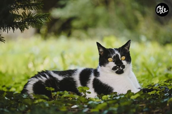 La personnalité d'un chat dépend avant tout de son vécu, de son environnement et de sa socialisation.

Pexels